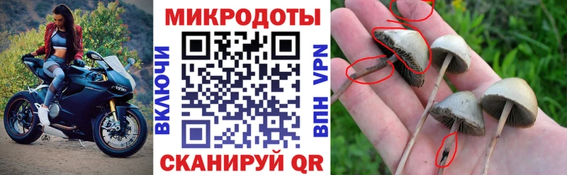 Псилоцибиновые грибы Cubensis  Купить  Шарья 
